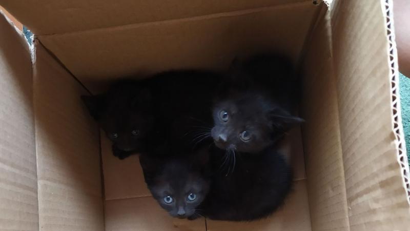 Csodálatos, hogy a nejlonba zárt, kegyetlen állatkínzáson átesett kiscicák életben maradtak!