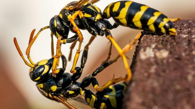 Íme néhány kreatív tipp, hogy távol tartsa a darazsakat az otthonától:

1. **Illatos védelem**: Használjon természetes illatanyagokat, mint például a borsmenta vagy a citromfű. Ezek az aromák távol tartják a darazsakat, így érdemes illóolajat csepegtetni 