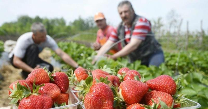 A magyar szamóca ára idén jelentősen megemelkedett, de vajon mennyiért kínálják most?