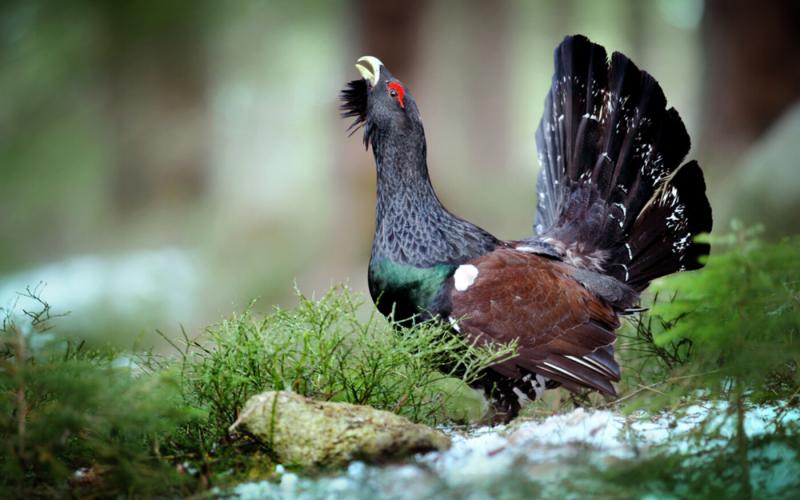 A Tátrai Nemzeti Park zonációs javaslatának módosítása várható, miután az ügyészség törvényellenesnek nyilvánította azt.