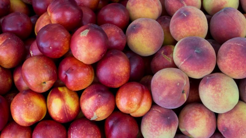 A barackokkal kapcsolatban nem minden úgy alakul, ahogy azt szeretnénk: számos ember számára jelenthet problémát ez a helyzet - Agrárszektor.