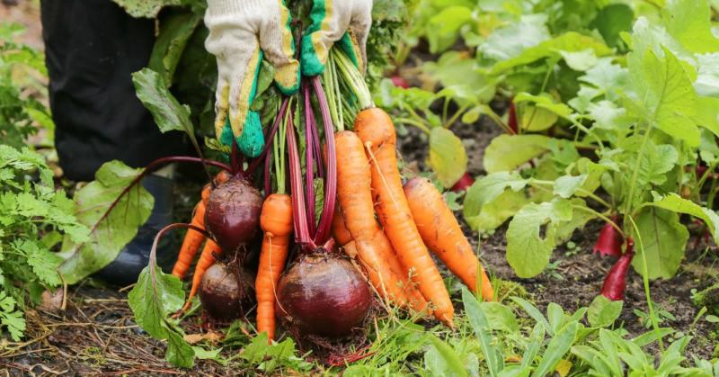 Kis terület, hatalmas termés - Vajon a biointenzív kertészet jelentheti a kulcsot a jövő élelmezési kihívásainak megoldásához?