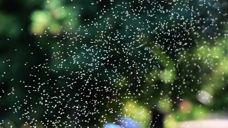 A világ legkevésbé kedvelt rovara: Valóban szükség van a szúnyogra? | Sokszí