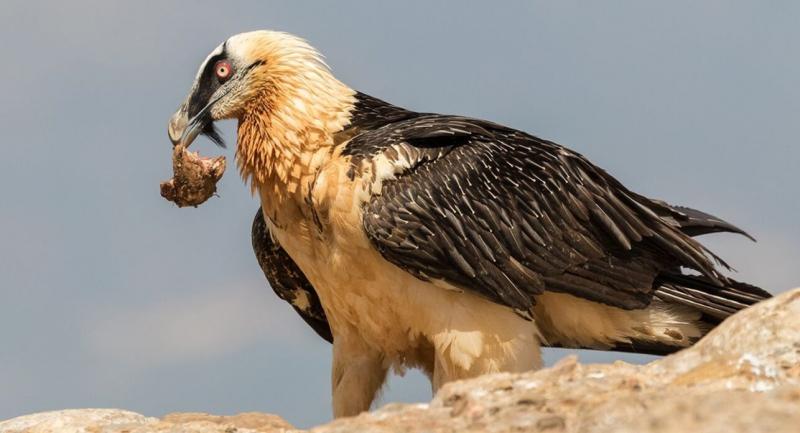 Középkori régiségekre bukkantak a fiókák otthonául szolgáló madárfészkekben | National Geographic
