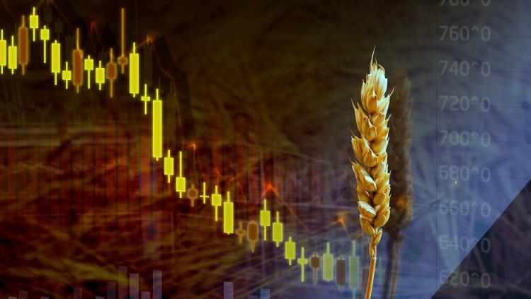 Kukorica, búza és az elkeserítő gabonaárak hazánkban és Ukrajnában egyaránt - Agrárium helyzetelemzés