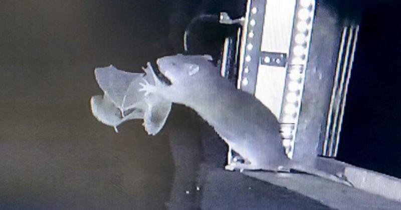 Az emberek számára is aggasztó, hogy a patkányok már a levegőben is képesek levadászni a denevéreket.