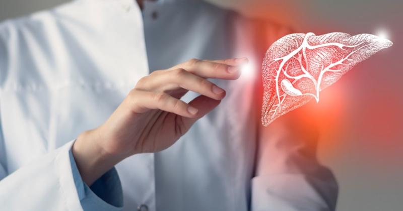 Nem a máriatövis az, hanem ez a növény a máj rejtett méregtelenítő csodafegyvere.